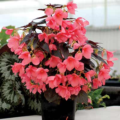 Begonia COCOA™ 'Enchanted Evening'