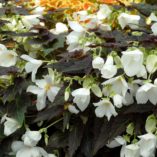 Begonia COCOA™ 'Enchanted Moonlight'