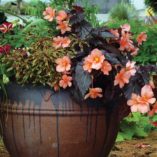 Begonia COCOA™ 'Enchanted Sunrise'