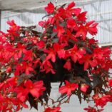 Begonia DAYSTAR™ 'Hot Coral'