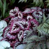 Begonia 'Fireworks'