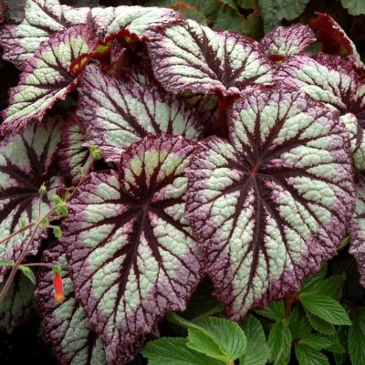 Begonia 'Fireworks'