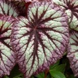 Begonia 'Fireworks'