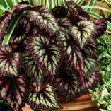 Begonia 'Fireworks'