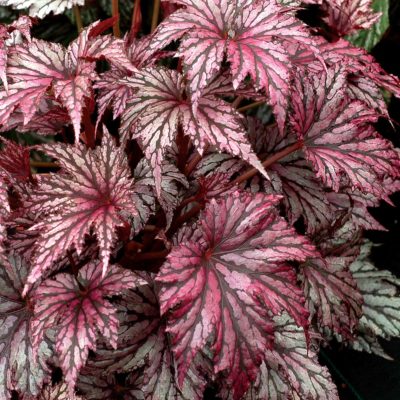 Begonia 'Garden Angel Plum'