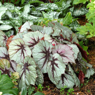 Begonia T REX® 'First Blush'