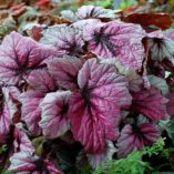 Begonia T REX® 'First Blush'