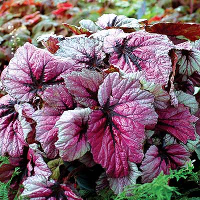 Begonia T REX® 'First Blush'