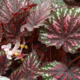 Begonia T REX® 'Painter's Palette'