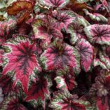 Begonia T REX® 'St. Nick'