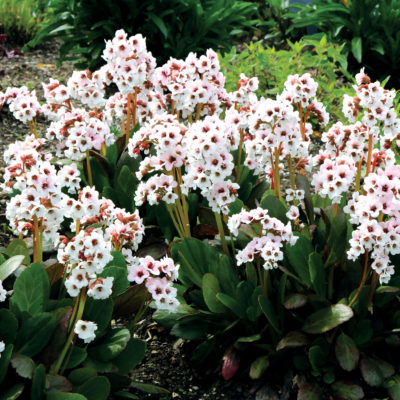 Bergenia DRAGONFLY™ 'Angel Kiss'