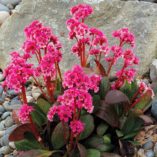 Bergenia DRAGONFLY™ 'Sakura'