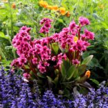 Bergenia 'Flirt'