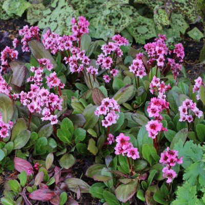 Bergenia 'Flirt'