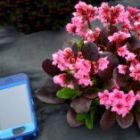 Bergenia 'Flirt'