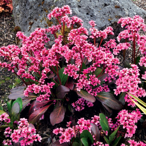 Bergenia 'Pink Dragonfly'