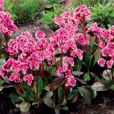 Bergenia 'Pink Dragonfly'