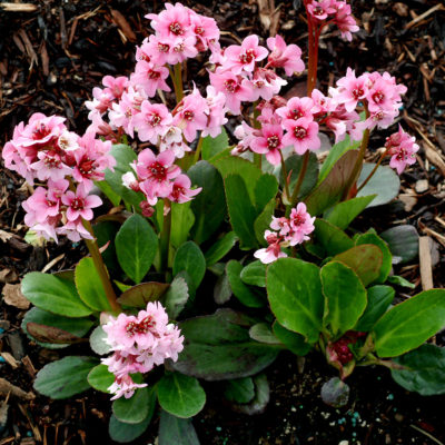 Bergenia 'Pink Dragonfly'