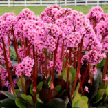 Bergenia 'Spring Fling'