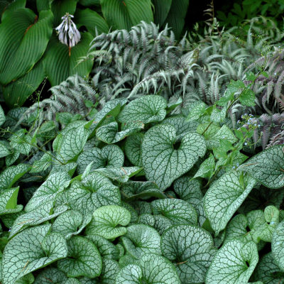 Brunnera 'Alexander's Great'