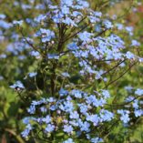 Brunnera 'Alexander's Great'