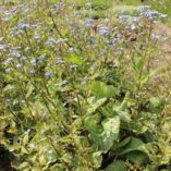 Brunnera 'Alexander's Great'