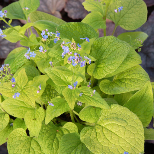 Brunnera 'Diane's Gold'