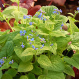 Brunnera 'Diane's Gold'