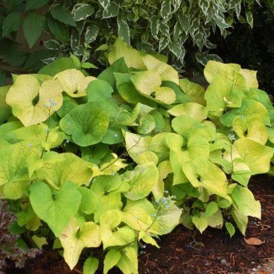 Brunnera 'Diane's Gold'