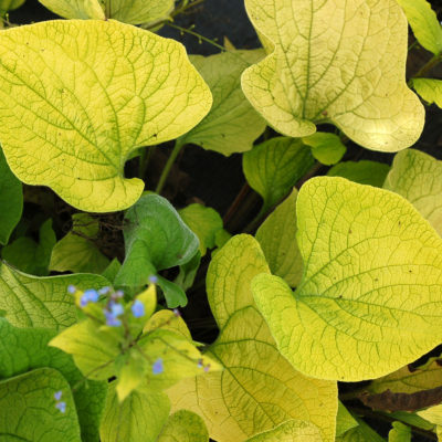 Brunnera 'Diane's Gold'