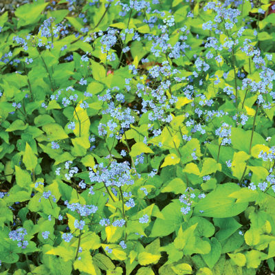 Brunnera 'Diane's Gold'