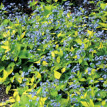 Brunnera 'Diane's Gold'