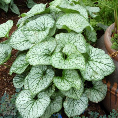 Brunnera 'Jack Frost'