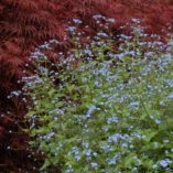 Brunnera 'Jack Frost'