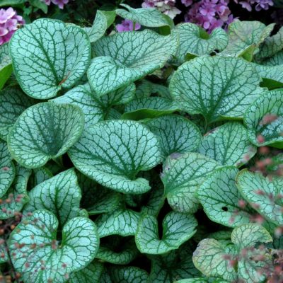 Brunnera 'Jack Frost'