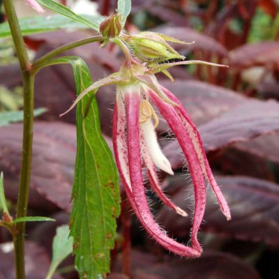 Campanula 'Pink Octopus'