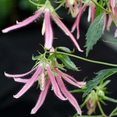 Campanula 'Pink Octopus'