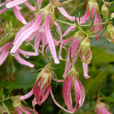 Campanula 'Pink Octopus'