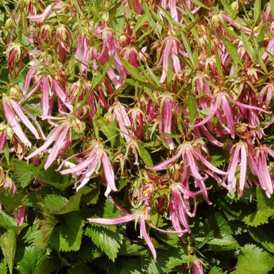 Campanula 'Pink Octopus'