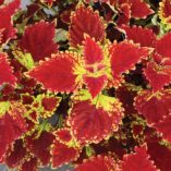 Coleus COLOR CLOUDS™ 'Be Mine'