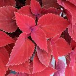 Coleus COLOR CLOUDS™ 'Valentine'