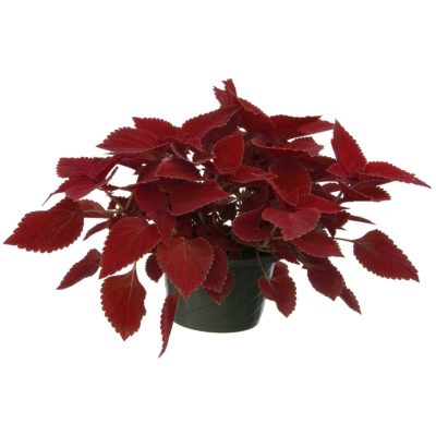 Coleus COLOR CLOUDS™ 'Valentine'