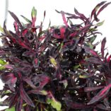 Coleus FANCY FEATHERS™ 'Black'