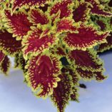 Coleus FLYING CARPET™ 'Shocker'