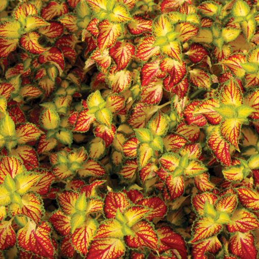 Coleus TERRA NOVA® 'Electric Slide'