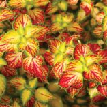 Coleus TERRA NOVA® 'Electric Slide'