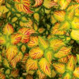 Coleus TERRA NOVA® 'Electric Slide'