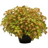 Coleus TERRA NOVA® 'Electric Slide'