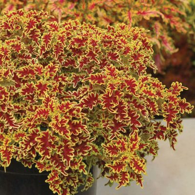 Coleus TERRA NOVA® 'Lovebird'