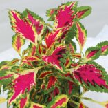 Coleus TERRA NOVA® 'Magic Spell'